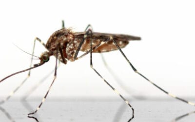 Are Mosquito Yard Treatment Safe?