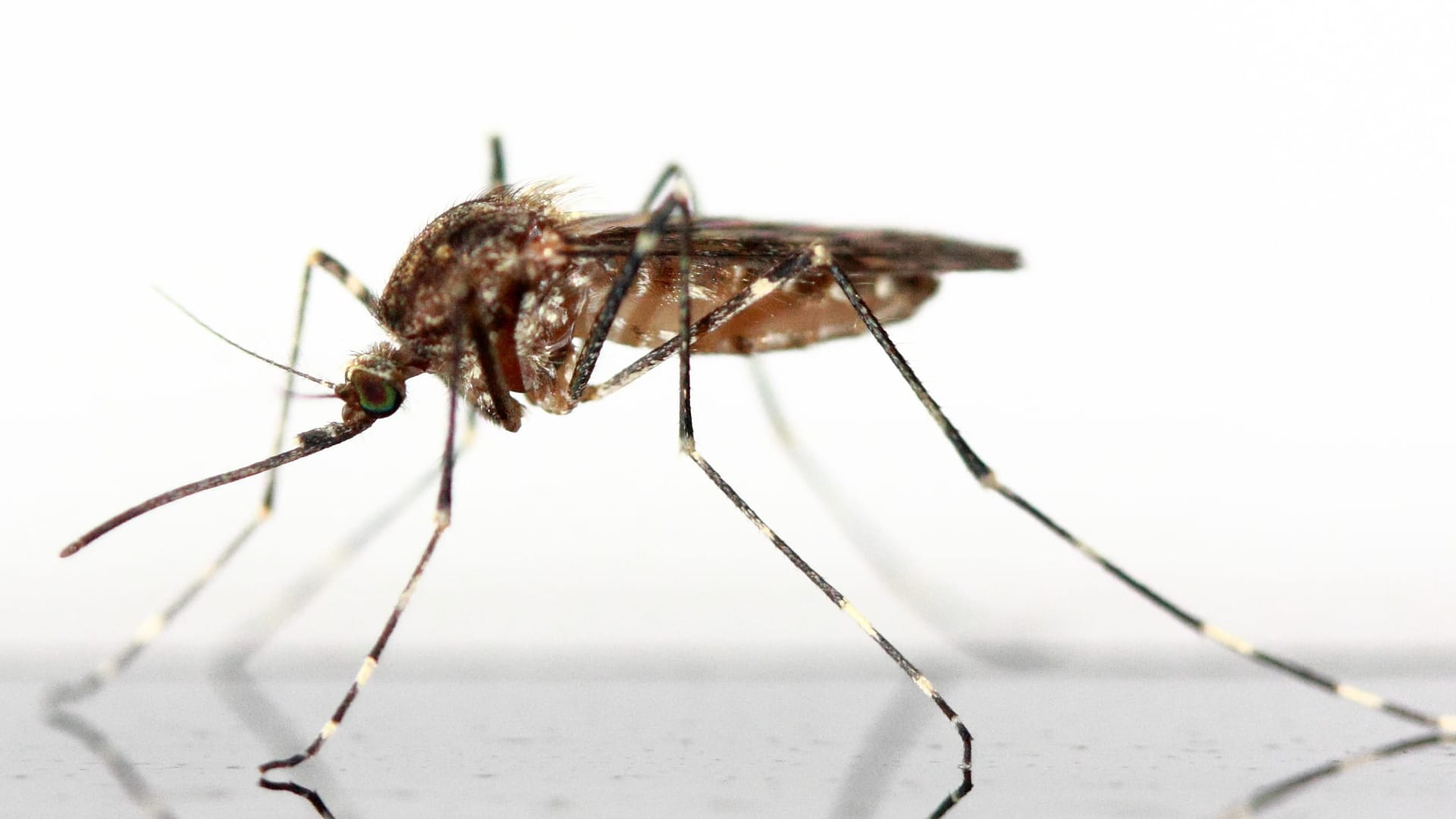 Are Mosquito Yard Treatment Safe?