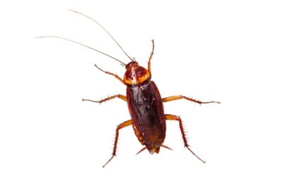 Cockroach Control and Prevention in Reno