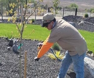 What Are the Signs of Ash Tree Disease?