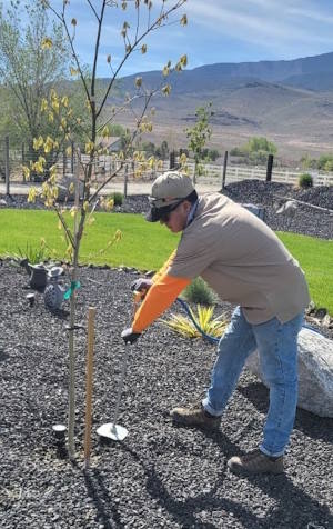 What Are the Signs of Ash Tree Disease?