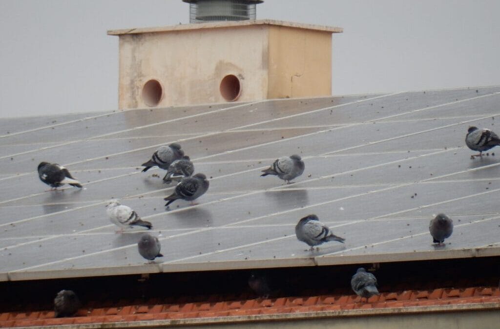 How to Get Rid of Pigeons Under Solar Panels