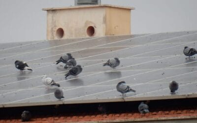 How to Get Rid of Pigeons Under Solar Panels