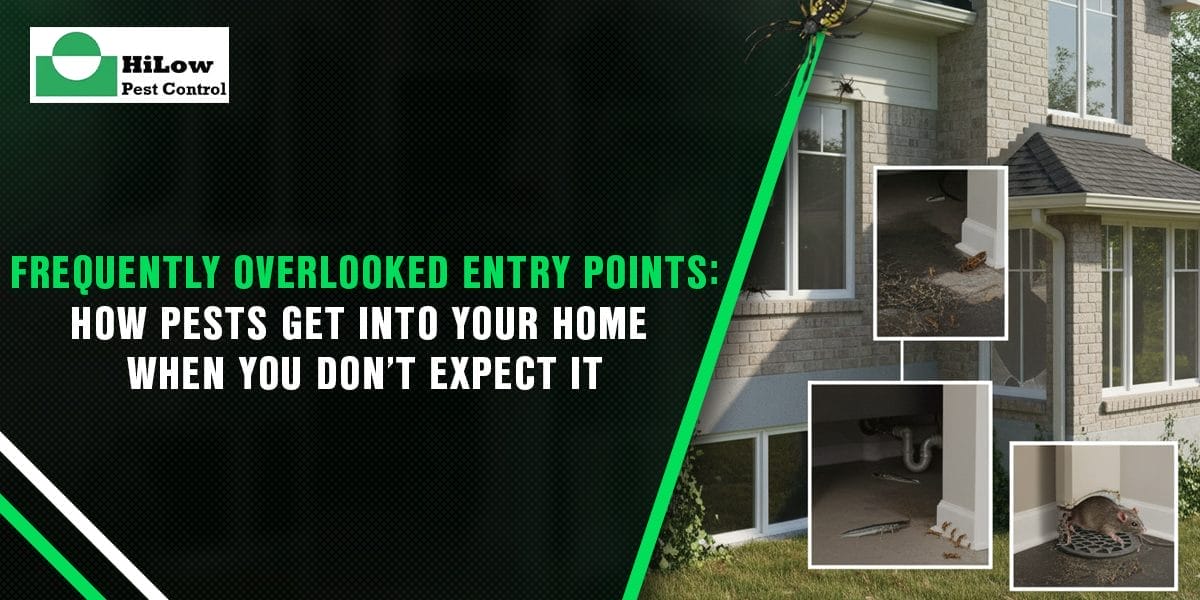 Frequently Overlooked Entry Points: How Pests Get into Your Home When You Don’t Expect It